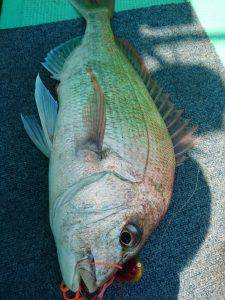 愛海丸 釣果