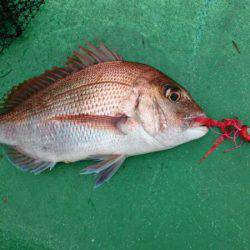 太幸丸 釣果