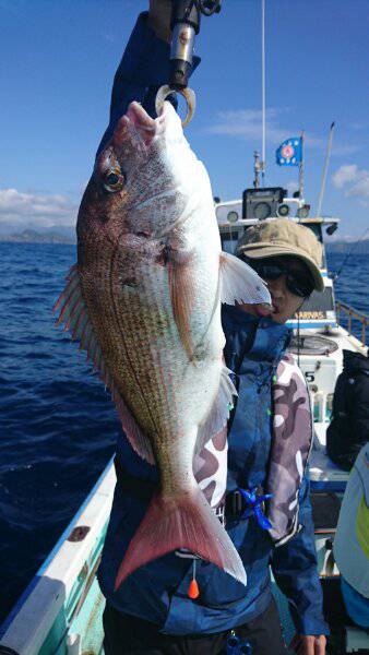 シードリーム 釣果