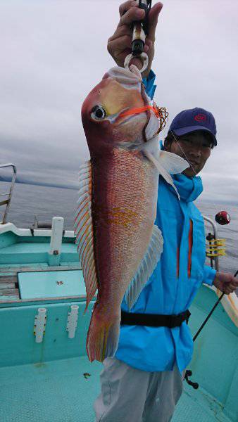 シードリーム 釣果