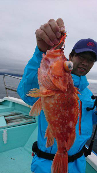 シードリーム 釣果