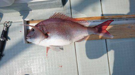 フィッシングボートACE(エース) 釣果