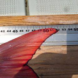 フィッシングボートACE(エース) 釣果