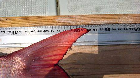 フィッシングボートACE(エース) 釣果