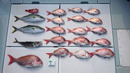 フィッシングボートACE(エース) 釣果