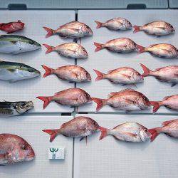 フィッシングボートACE(エース) 釣果