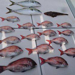 フィッシングボートACE(エース) 釣果