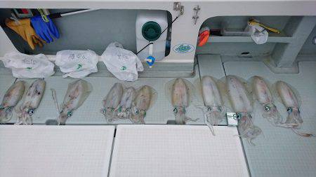 フィッシングボートACE（エース） 釣果