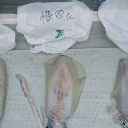 フィッシングボートACE（エース） 釣果