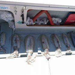 フィッシングボートACE(エース) 釣果