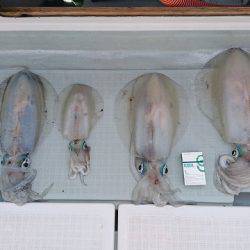 フィッシングボートACE（エース） 釣果