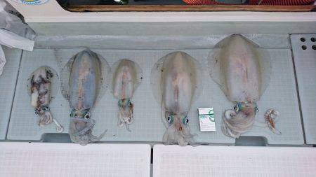 フィッシングボートACE（エース） 釣果