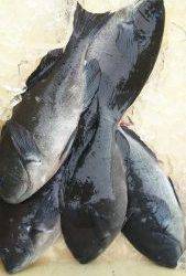 伊豆下田フィッシング 釣果