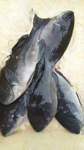 伊豆下田フィッシング 釣果