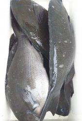 伊豆下田フィッシング 釣果