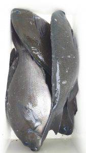 伊豆下田フィッシング 釣果