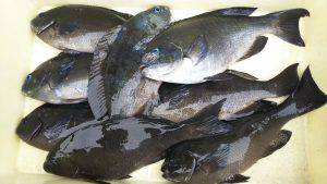 伊豆下田フィッシング 釣果