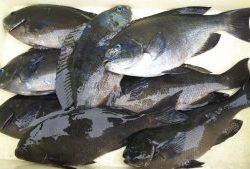 伊豆下田フィッシング 釣果