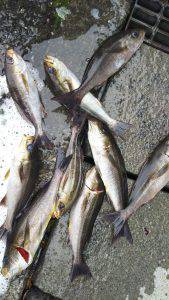 伊豆下田フィッシング 釣果