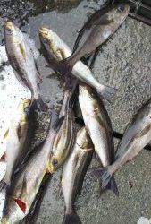 伊豆下田フィッシング 釣果