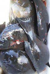 伊豆下田フィッシング 釣果