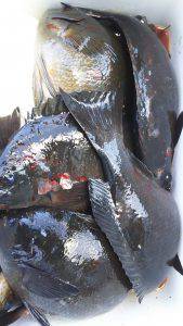 伊豆下田フィッシング 釣果