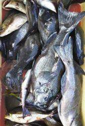 伊豆下田フィッシング 釣果