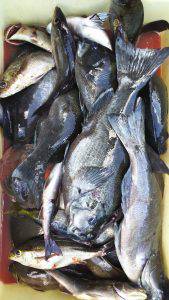 伊豆下田フィッシング 釣果