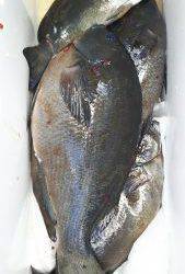 伊豆下田フィッシング 釣果