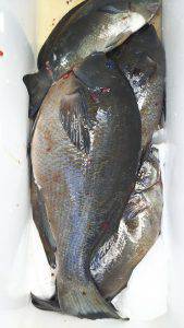 伊豆下田フィッシング 釣果