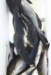 伊豆下田フィッシング 釣果