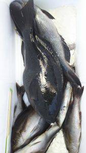 伊豆下田フィッシング 釣果