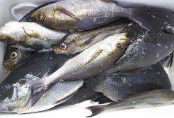 伊豆下田フィッシング 釣果