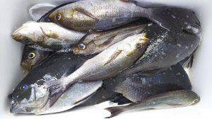 伊豆下田フィッシング 釣果