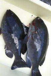 伊豆下田フィッシング 釣果