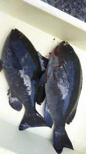 伊豆下田フィッシング 釣果