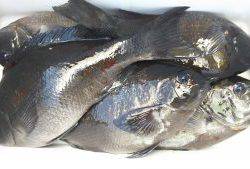 伊豆下田フィッシング 釣果