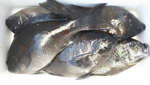 伊豆下田フィッシング 釣果