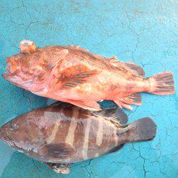 アジアマリンサービス 釣果