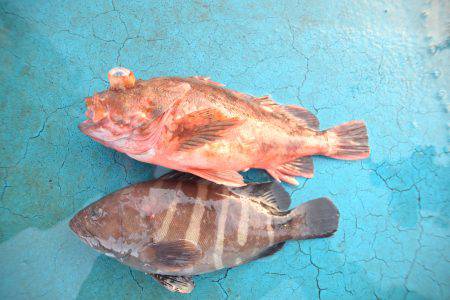 アジアマリンサービス 釣果