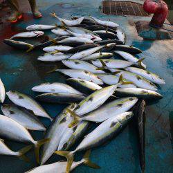 アジアマリンサービス 釣果