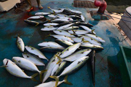アジアマリンサービス 釣果