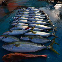 アジアマリンサービス 釣果