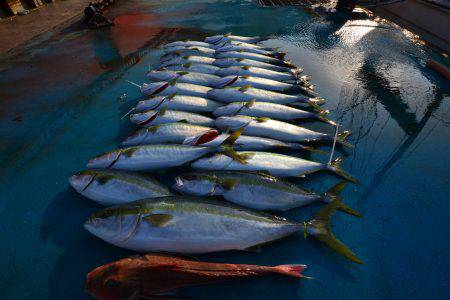 アジアマリンサービス 釣果