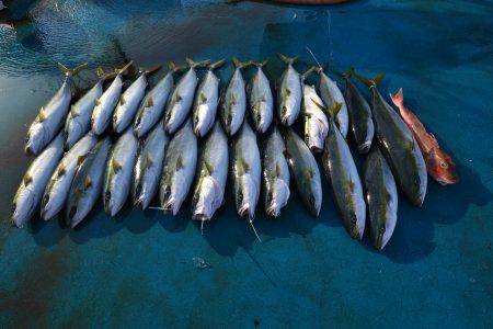 アジアマリンサービス 釣果