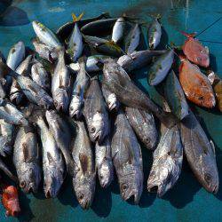 アジアマリンサービス 釣果