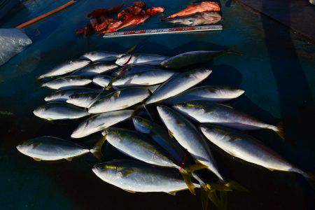 アジアマリンサービス 釣果