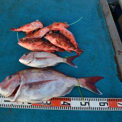 アジアマリンサービス 釣果