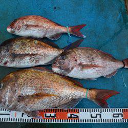 アジアマリンサービス 釣果