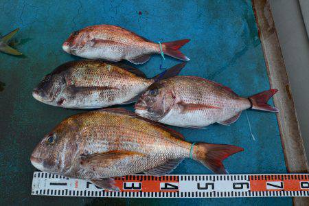 アジアマリンサービス 釣果